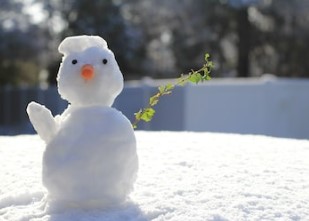 カメムシ　大雪